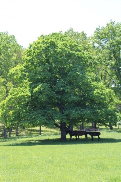 Contact oak-pasture-web.jpg