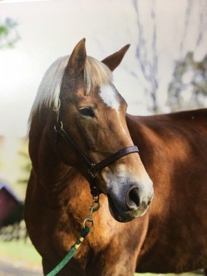  giterman-horse-2.jpg